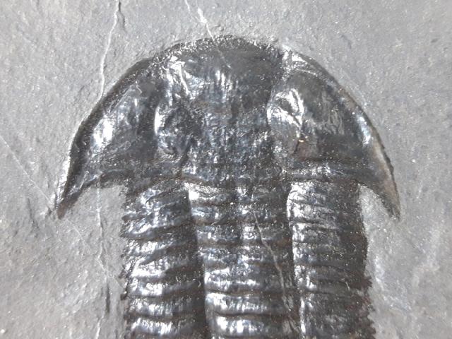 Paraszechuanella cf. changleensis (PENG 1990) - Bild &copy; FossNet FossilienStore